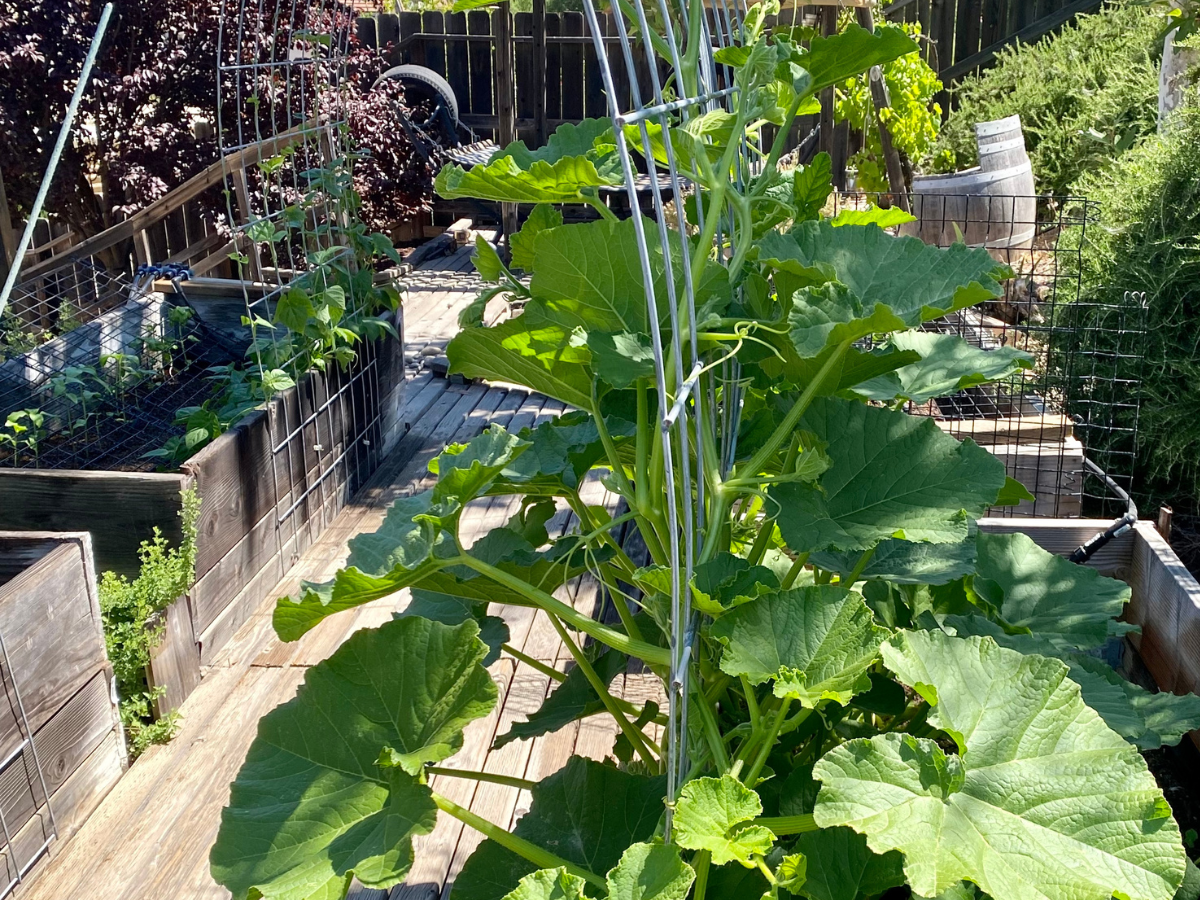 Guide to Growing a Summer Vegetable Garden from Seed in Paso Robles
