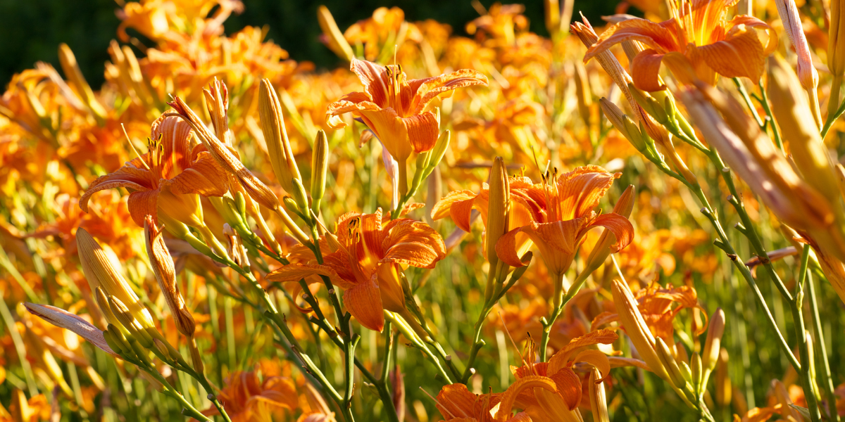 Daylillies (1200 × 600 px)