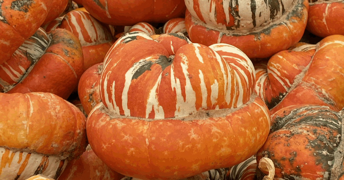Fall Blog - Pumpkins